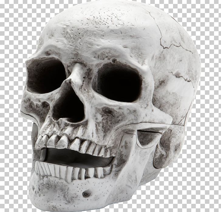 Skull Human Skeleton Homo Sapiens PNG, Clipart, Black And White, Bone, Fantasy, Head, Homo Sapiens Free PNG Download