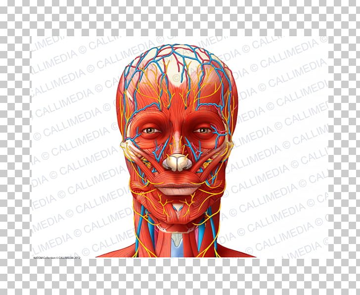 Blood Vessel Nerve Muscle Anatomy Head PNG, Clipart,  Free PNG Download
