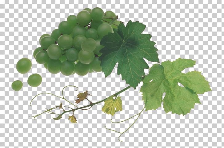 White Wine Grape Juice Bacelo PNG, Clipart, Auglis, Bacelo, Black Grapes, Delicious, Depositfiles Free PNG Download