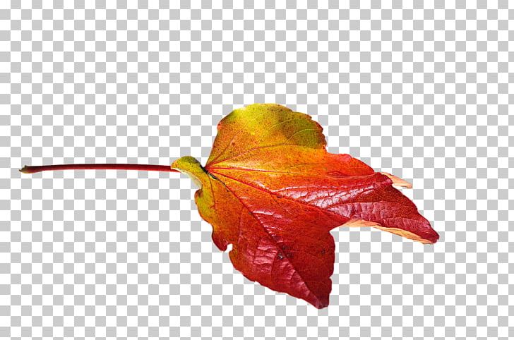 Autumn Leaf Color PNG, Clipart, Autumn, Autumn Leaf Color, Autumn Leaves, Color, Download Free PNG Download