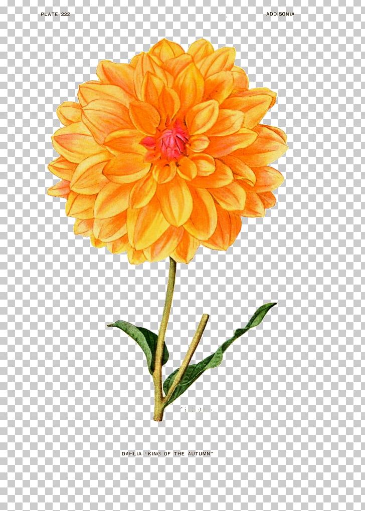 Botanical Illustration Botany Flower Vintage Clothing Dahlia Pinnata PNG, Clipart, Addisonia, Annual Plant, Birth Flower, Botanical, Botanical Flower Free PNG Download