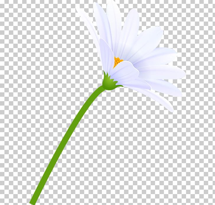 Close-up Plant Stem Herbaceous Plant PNG, Clipart, Closeup, Daisy, Daisy Family, Flora, Flower Free PNG Download