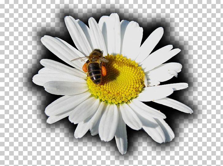 Honey Bee Oxeye Daisy Roman Chamomile Nectar Chrysanthemum PNG, Clipart, Bee, Chamaemelum Nobile, Chrysanthemum, Chrysanths, Daisy Free PNG Download