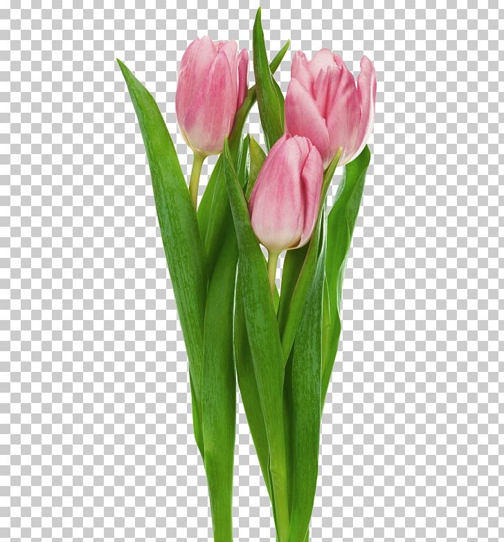 Indira Gandhi Memorial Tulip Garden Tulipa Gesneriana Flower PNG, Clipart, Bud, Cut Flowers, Flower, Flowering Plant, Free Content Free PNG Download