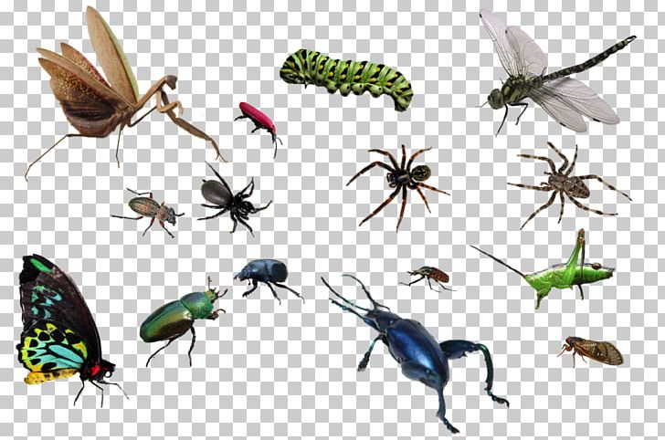 Insect Tutorial Layers PNG, Clipart, Arachnid, Arthropod, Bug, Bugs, Computer Icons Free PNG Download