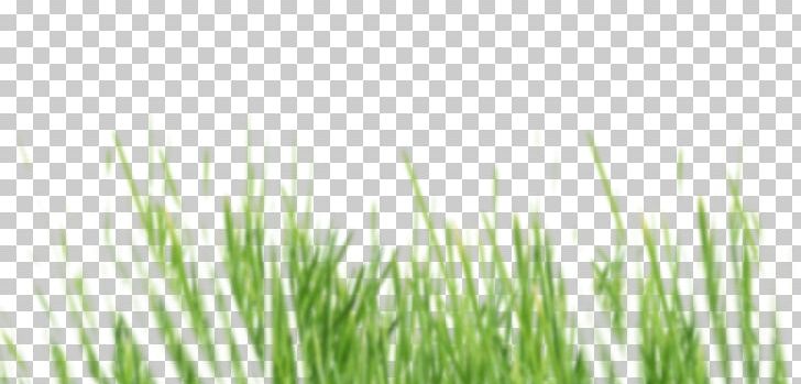 Lawn Vetiver Organic Food Boutique Vert & Essentiel Meadow PNG, Clipart, Chrysopogon, Chrysopogon Zizanioides, Cleaning, Cleanliness, Commodity Free PNG Download