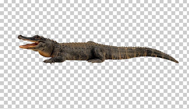 Nile Crocodile Alligator Reptile PNG, Clipart, Animal, Animals, Cro, Crocodile, Crocodile Cartoon Free PNG Download