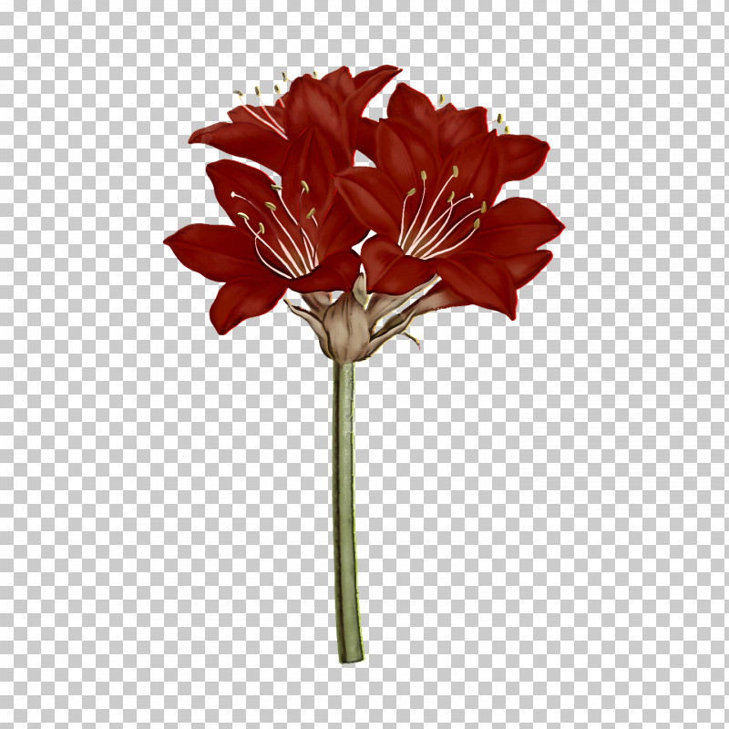 Flower Bouquet PNG, Clipart, Amaryllis, Birthday, Color, Cut Flowers, Flower Free PNG Download