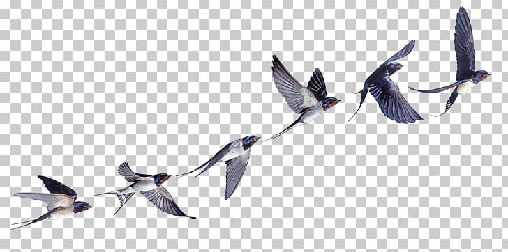 Barn Swallow Bird Flight Bird Flight PNG, Clipart, Animals, Barn Swallow, Beak, Bird, Bird Flight Free PNG Download