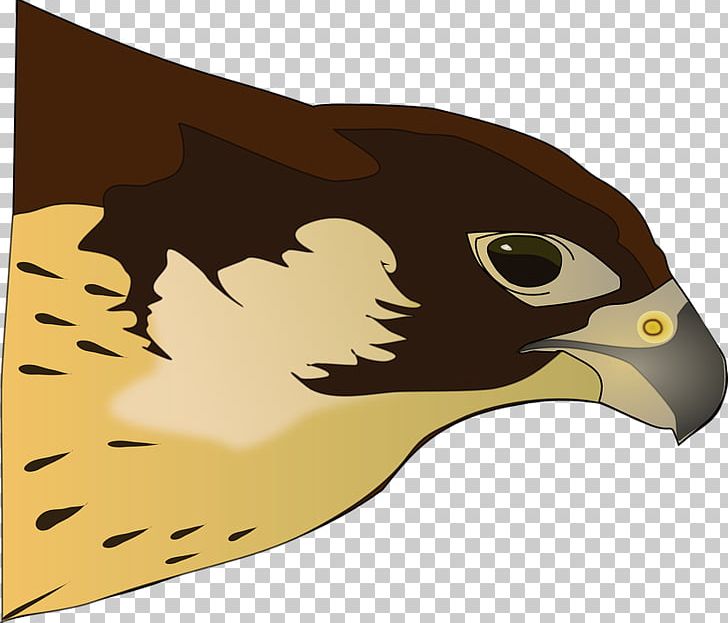 Bird Of Prey Hawk PNG, Clipart, Art, Bald Eagle, Beak, Bird, Bird Of Prey Free PNG Download
