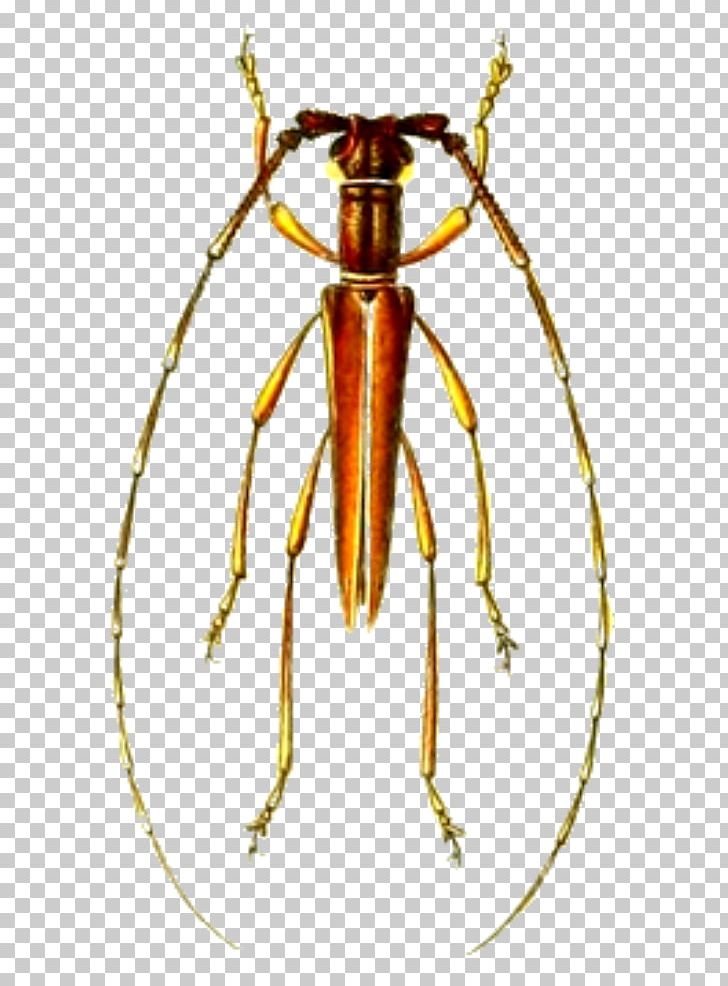 Longhorn Beetle Auxesis Gabonicus Auxesini PNG, Clipart, Arthropod, Auxesini, Auxesis, Auxesis Gabonicus, Beetle Free PNG Download