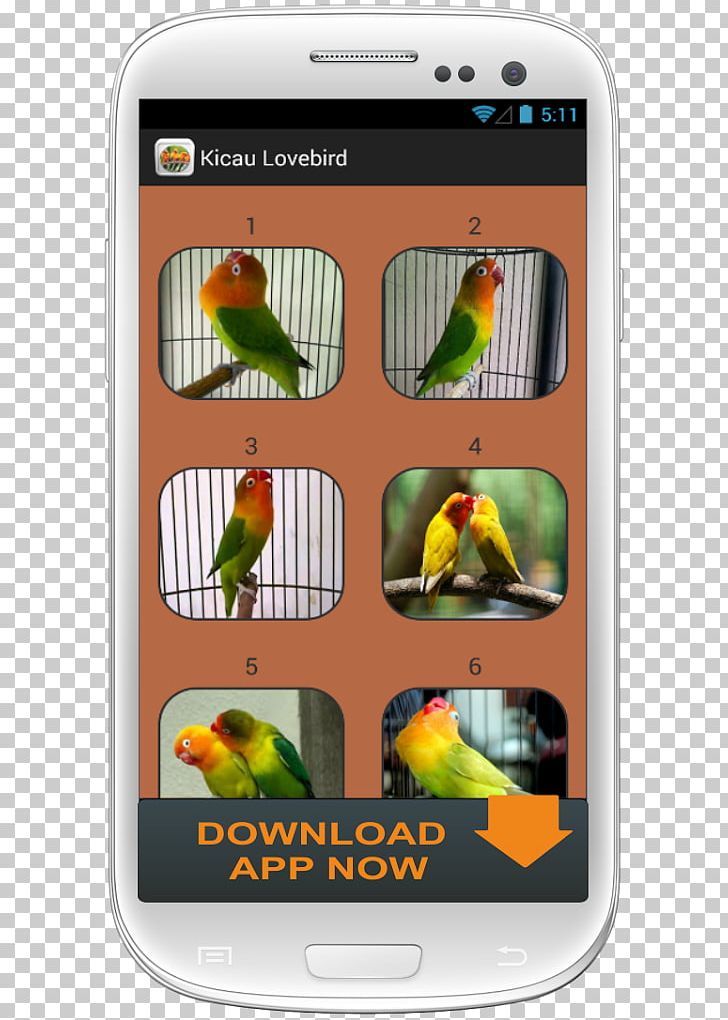 Lovebird Google Play Screenshot PNG, Clipart, Animals, Beak, Bird, Computer, Computer Wallpaper Free PNG Download