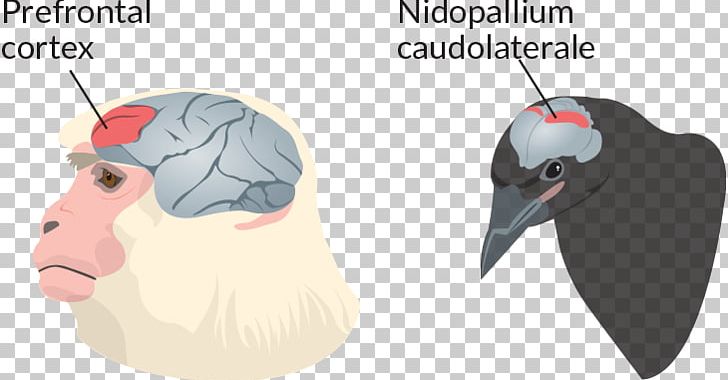 Primate Bird Brain Nidopallium Animal PNG, Clipart, Animal, Beak, Bird, Brain, Cerebral Cortex Free PNG Download