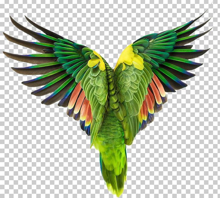 Bird Owl Cockatoo Photographer Photography PNG, Clipart, Animal, Animals, Beak, Bird Flight, Birds Free PNG Download