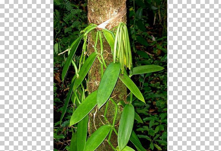 Flat-leaved Vanilla Orchids Seed Benih PNG, Clipart, Agriculture, Benih, Budi Daya, Crop, Flatleaved Vanilla Free PNG Download