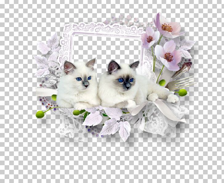 Frames PNG, Clipart, Carnivoran, Cat, Cat Like Mammal, Dieren, Download Free PNG Download