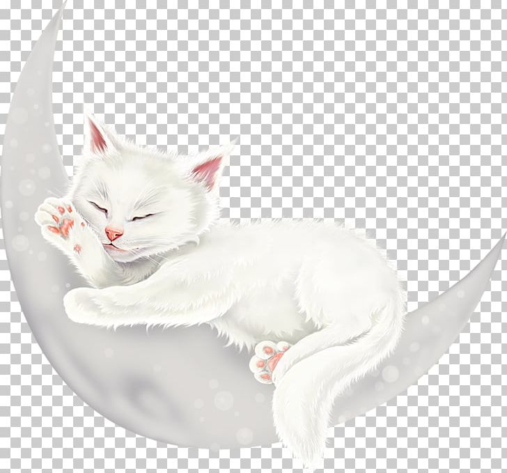 Kitten Whiskers Turkish Van Turkish Angora Domestic Short-haired Cat PNG, Clipart, Animal, Animals, Blog, Blue, Carnivoran Free PNG Download