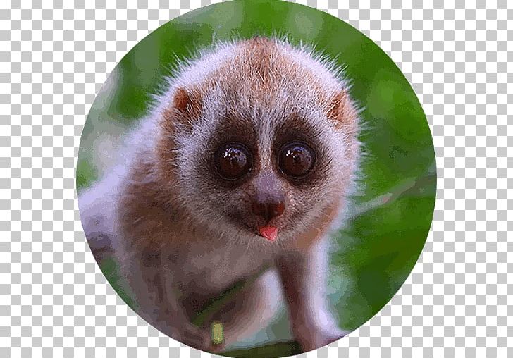 Pygmy Slow Loris Primate Cuteness Sunda Slow Loris Bengal Slow Loris PNG, Clipart, Cuteness, Fauna, Homo Sapiens, Loris, Mammal Free PNG Download