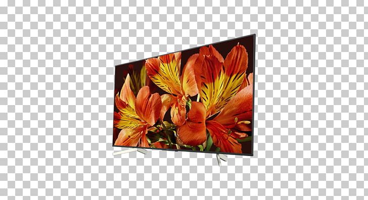 Smart TV LED-backlit LCD 4K Resolution Ultra-high-definition Television Sony XF8505 PNG, Clipart, 4k Resolution, Cut Flowers, Flower, Flowering Plant, Highdefinition Television Free PNG Download