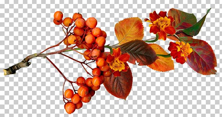 Autumn Berry Acorn Auglis PNG, Clipart, Acorn, Auglis, Autumn, Berry, Branch Free PNG Download