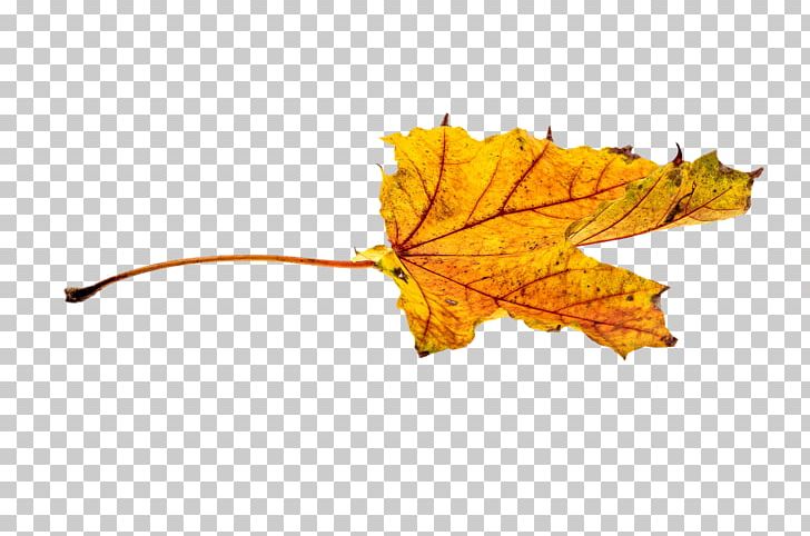 Autumn Leaf Color PNG, Clipart, Autumn, Autumn Leaf Color, Autumn Leaves, Color, Download Free PNG Download