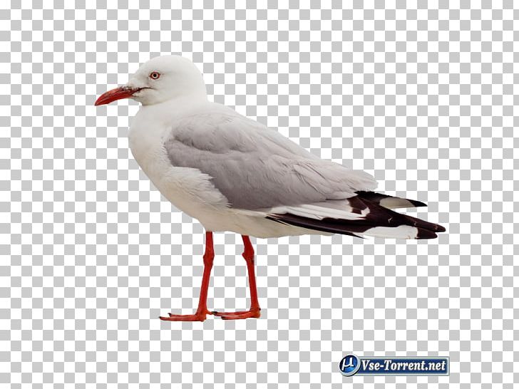 Bird Portable Network Graphics Psd Gulls PNG, Clipart, Animals, Beak, Bird, Charadriiformes, Digital Image Free PNG Download