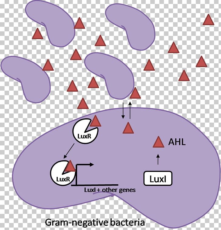 Quorum Sensing Gram-negative Bacteria Gram-positive Bacteria Gram Stain PNG, Clipart, Acyl Group, Area, Bacteria, Cartoon, Circle Free PNG Download