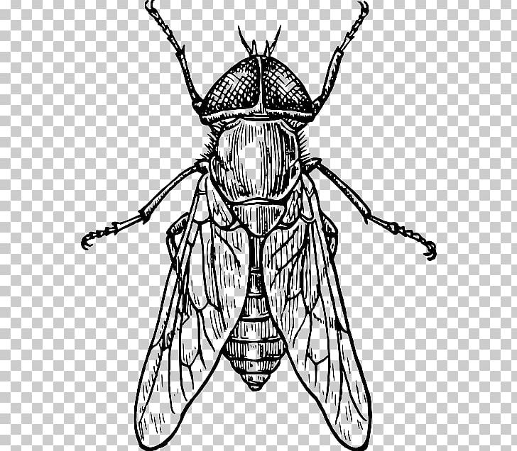 Beetle How To Draw Insects Drawing Insect Wing PNG, Clipart, Animals, Arthropod, Artwork, Bee, Beetle Free PNG Download