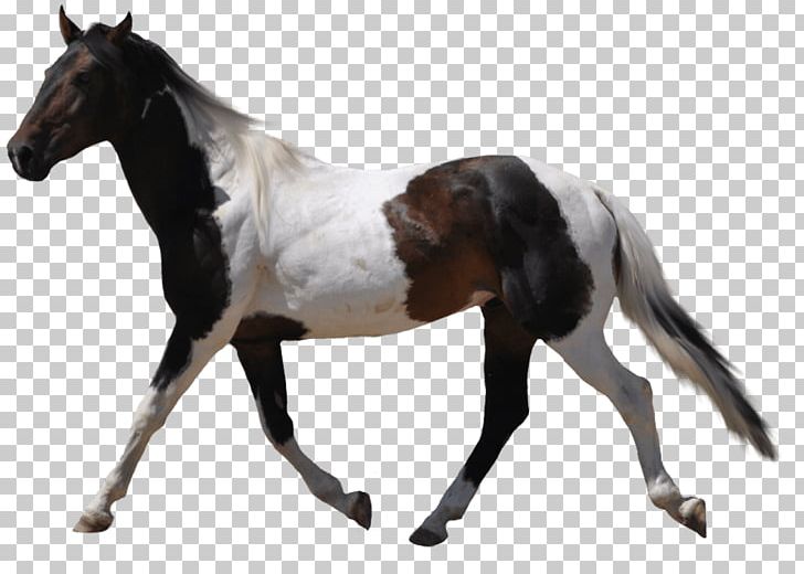 Horse PNG, Clipart, Animals, Catsagram, Catstagram, Colt, Computer Icons Free PNG Download