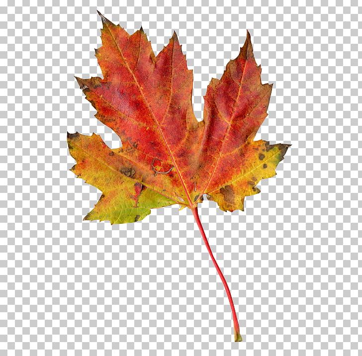 Leaf Autumn PNG, Clipart, Abstract Photography, Autumn, Autumn Leaf, Autumn Leaves, Information Free PNG Download