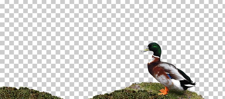 Mallard Goose Duck Fauna Beak PNG, Clipart, Animals, Beak, Bird, Duck, Ducks Geese And Swans Free PNG Download