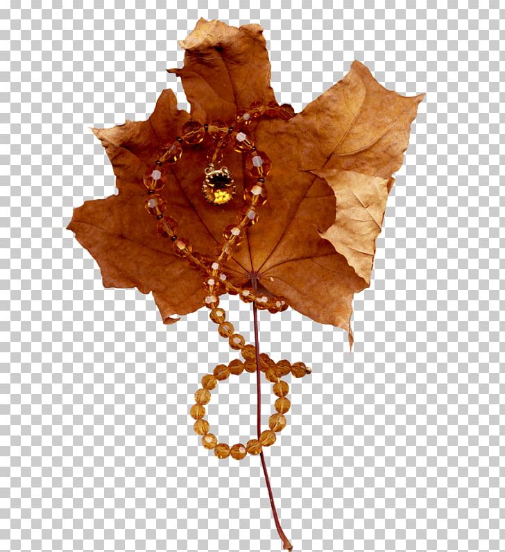 Maple Leaf PNG, Clipart, Autumn, Autumn Leaf Color, Autumn Leaves, Computer Graphics, Download Free PNG Download
