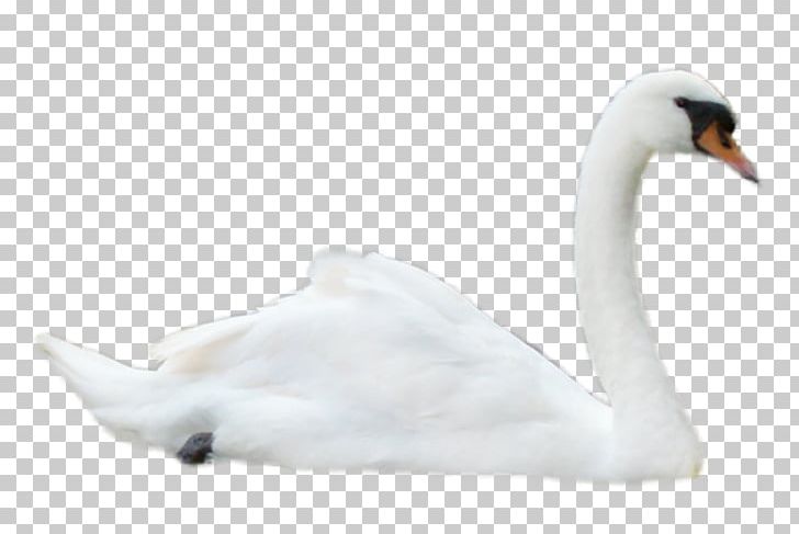 Mute Swan Goose Black Swan Bird PNG, Clipart, Beak, Bird, Blacknecked Swan, Black Swan, Cygnini Free PNG Download