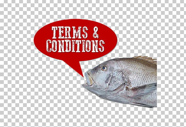 Terms Of Service Money Industry PNG, Clipart, Animal Source Foods, Business, Closedcircuit Television, Fauna, Fish Free PNG Download