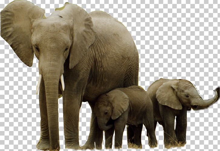 African Elephant Hwange National Park Asian Elephant Elephantidae Garamba National Park PNG, Clipart, Africa, African Elephant, Animal, Asian Elephant, Desktop Wallpaper Free PNG Download