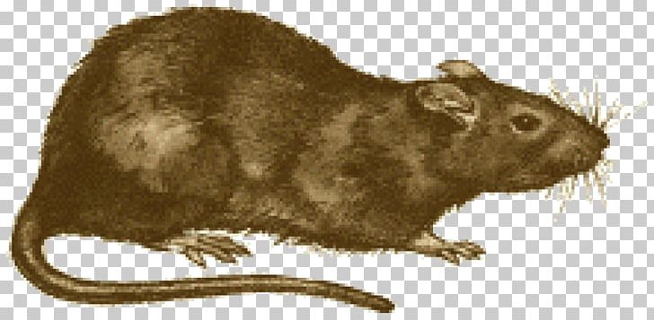 Brown Rat Black Death Rodent Black Rat Oriental Rat Flea PNG, Clipart, Black Death, Black Rat, Brown Rat, Bubonic Plague, Carnivoran Free PNG Download