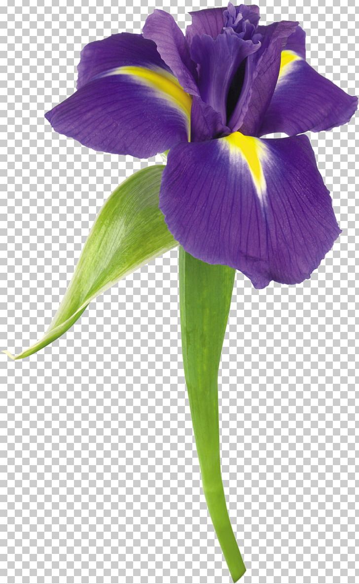 Flower Stock Photography Iris Color PNG, Clipart, Blue, Cattleya, Clip Art, Color, Cut Flowers Free PNG Download