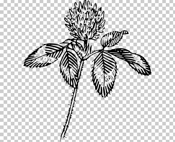 Four-leaf Clover Flower Shamrock PNG, Clipart, Black, Black And White, Branch, Clover, Flag Leaf Free PNG Download