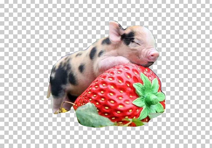 Miniature Pig Pennywell Farm Guinea Pig Cuteness PNG, Clipart, 3gp, Animal, Animals, Breed, Cat Free PNG Download