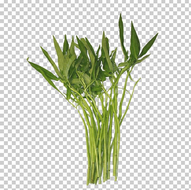Water Spinach Thailand Chinese Convolvulus Laos Vegetable PNG, Clipart, Asia, Chili Pepper, Chinese, Commodity, Convolvulus Free PNG Download