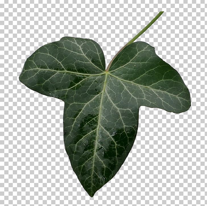 Leaf Common Ivy Portable Network Graphics PNG, Clipart, Branch, Common Ivy, Download, Drawing, Ivy Free PNG Download