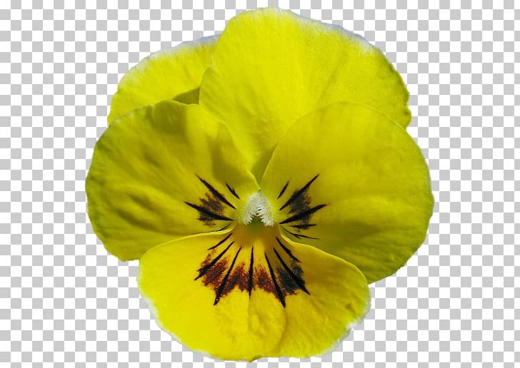 Pansy PNG, Clipart, Flower, Flowering Plant, Miscellaneous, Others, Pansy Free PNG Download