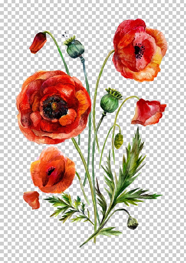 Watercolor Painting Common Poppy Illustration PNG, Clipart, Coquelicot, Cut Flowers, Download, Drawing, Floral Design Free PNG Download