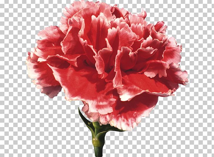 Carnation Cut Flowers PNG, Clipart, Carnation, Cut Flowers, Decoupage, Dianthus, Download Free PNG Download