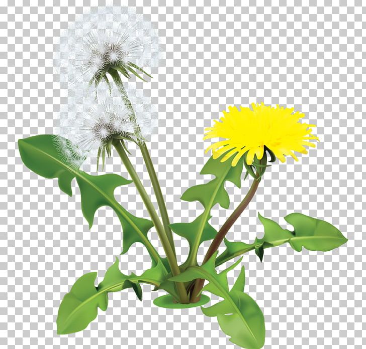 Common Dandelion Flower Drawing PNG, Clipart, Annual Plant, Common Daisy, Common Dandelion, Computer Icons, Daisy Free PNG Download