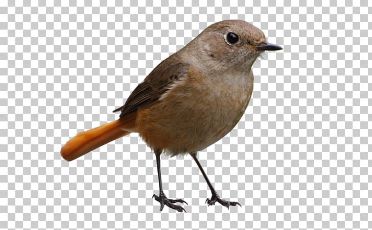 Common Nightingale European Robin Wren House Sparrow Finches PNG, Clipart, American Robin, American Sparrows, Animal, Animals, Beak Free PNG Download