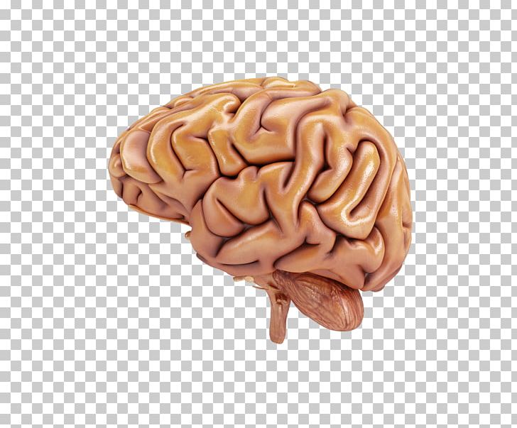 Human Brain Organ Stock Photography Human Head PNG, Clipart, Body, Brain, Gully, High, High Definition Pictures Free PNG Download