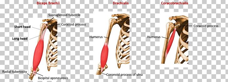 Muscle Radial Tuberosity Head Of Radius Biceps PNG, Clipart, Anatomy, Biceps, Coracoid Process, Cubital Fossa, Elbow Free PNG Download
