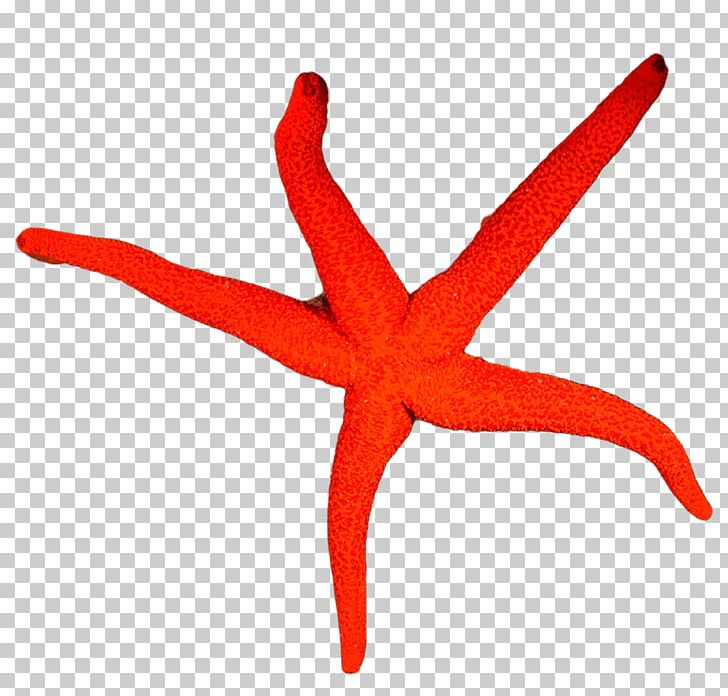 Starfish Underwater Diving Snorkeling Professional Association Of Diving Instructors PNG, Clipart, Animal Figure, Animals, Course, Dive Center, Echinoderm Free PNG Download