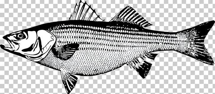 Striped Bass Fishing Striped Bass Fishing Salmon Fly Fishing PNG, Clipart, Barramundi, Bass, Bass Fishing, Black And White, Fauna Free PNG Download